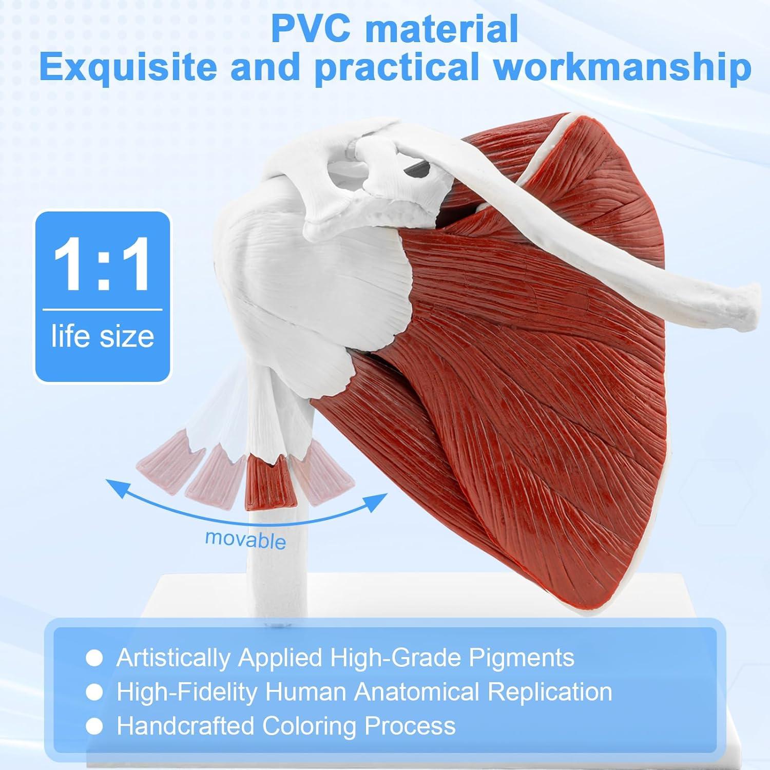 Modelo de Articulación del Hombro Musculoso TYRRDE 1:1