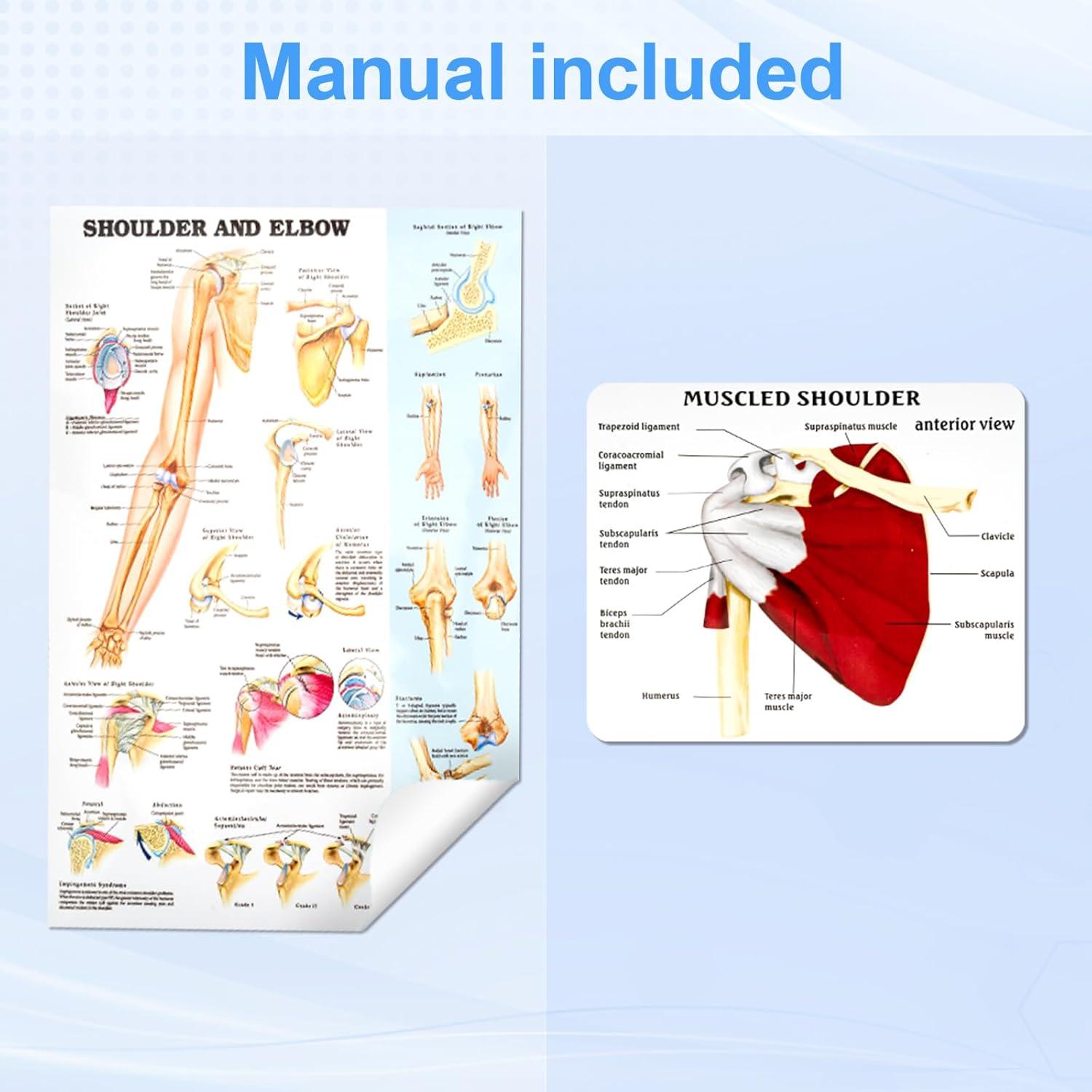 Modelo de Articulación del Hombro Musculoso TYRRDE 1:1