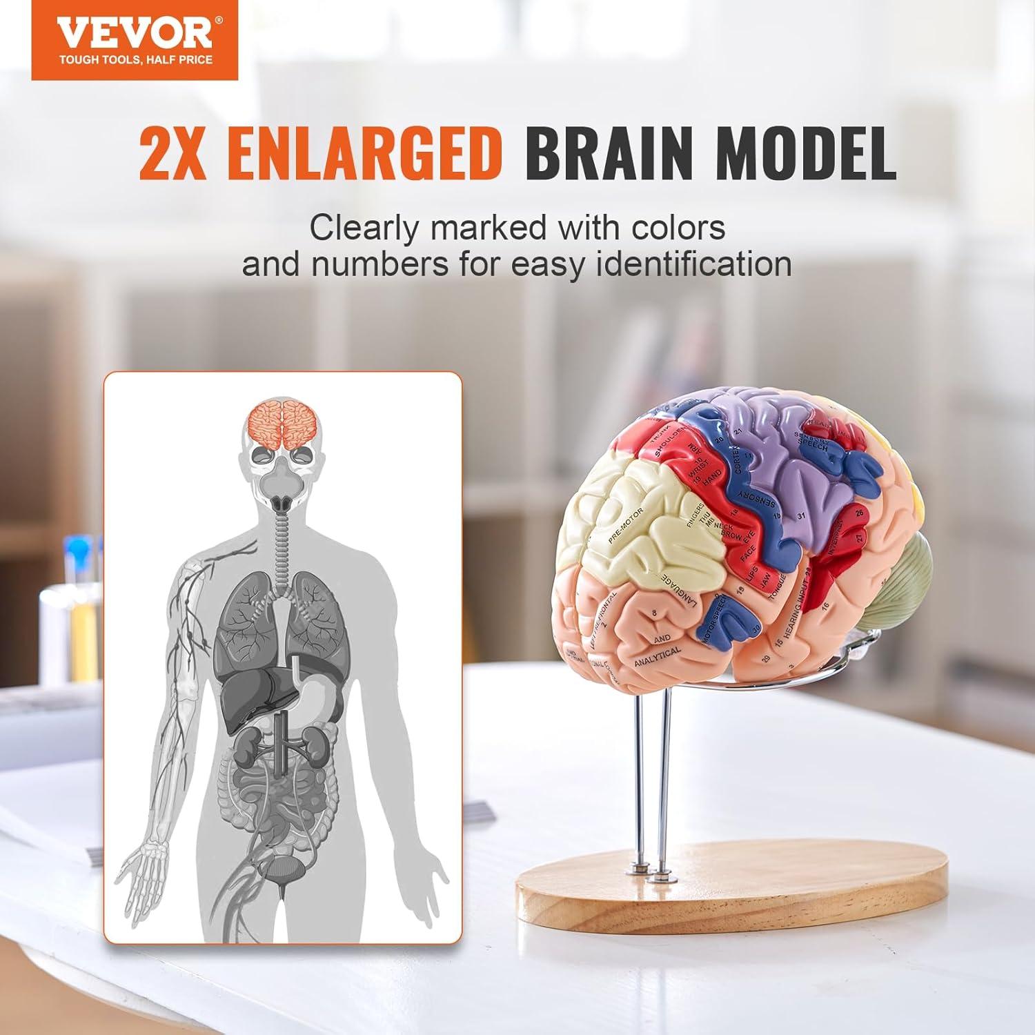 Modelo de Cerebro Humano VEVOR 4 Partes PVC a Tamaño Real