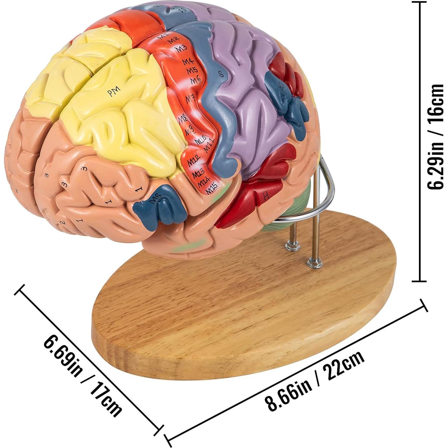 Modelo de Cerebro Humano VEVOR 4 Partes PVC a Tamaño Real