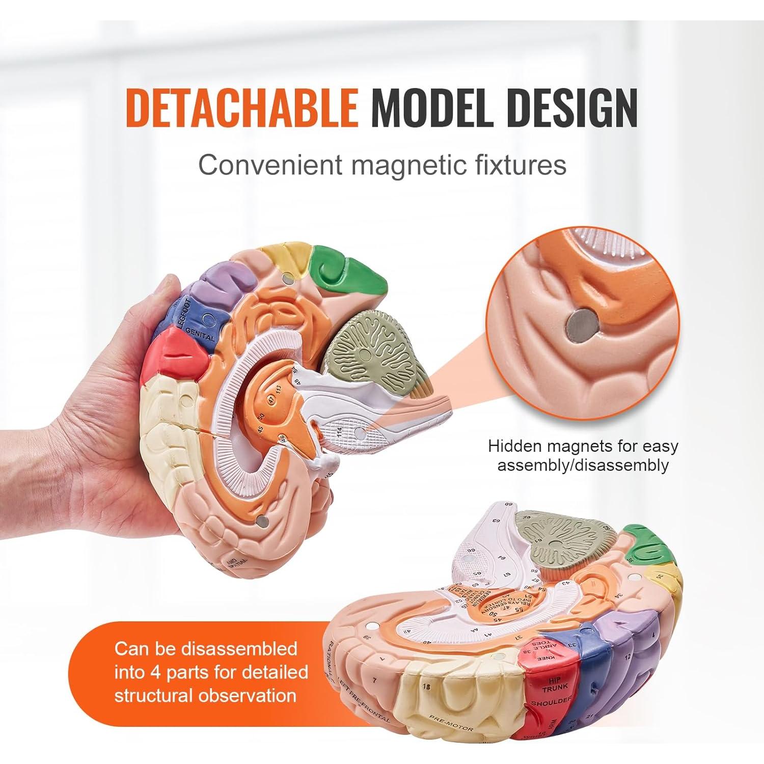 Modelo de Cerebro Humano VEVOR 4 Partes PVC a Tamaño Real