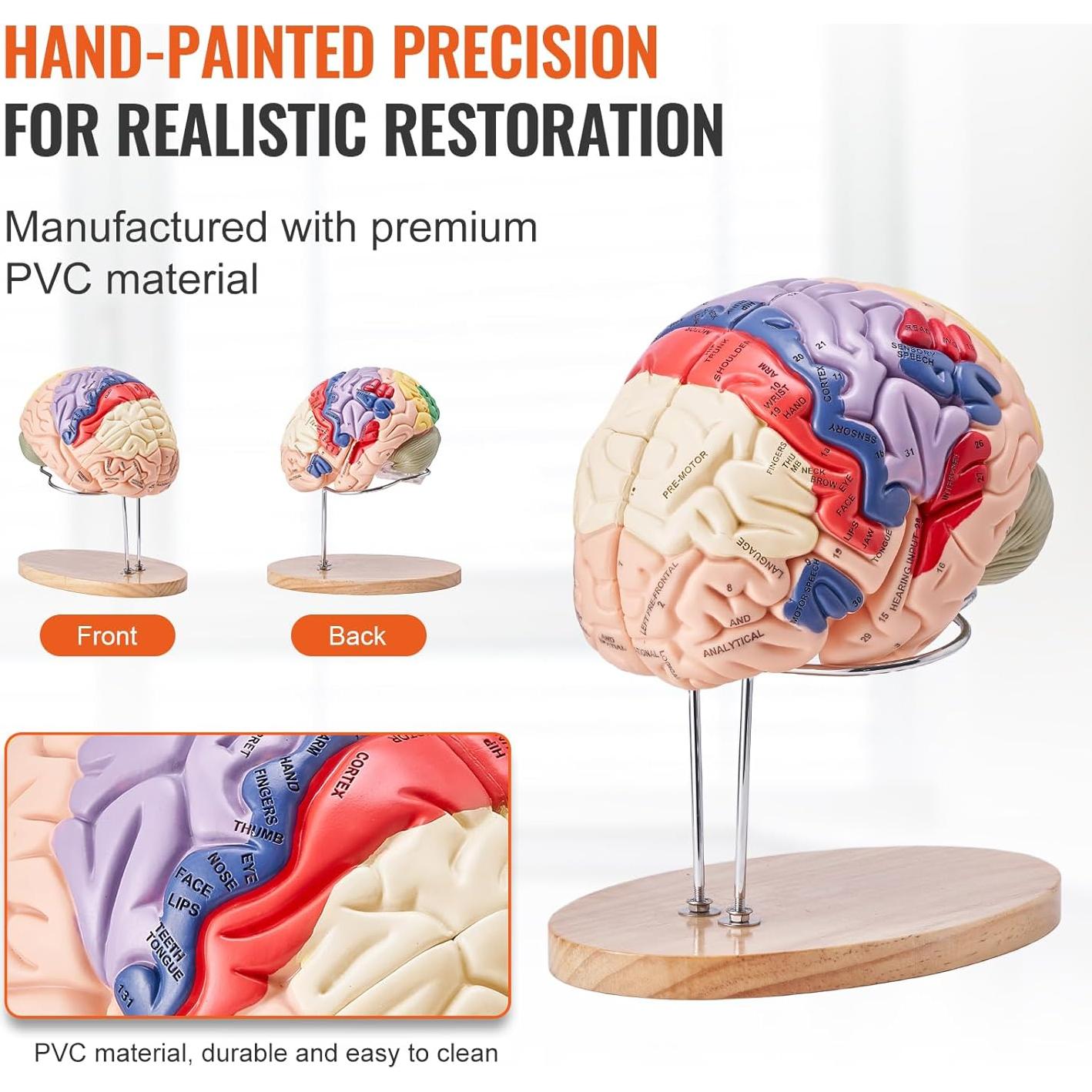 Modelo de Cerebro Humano VEVOR 4 Partes PVC a Tamaño Real