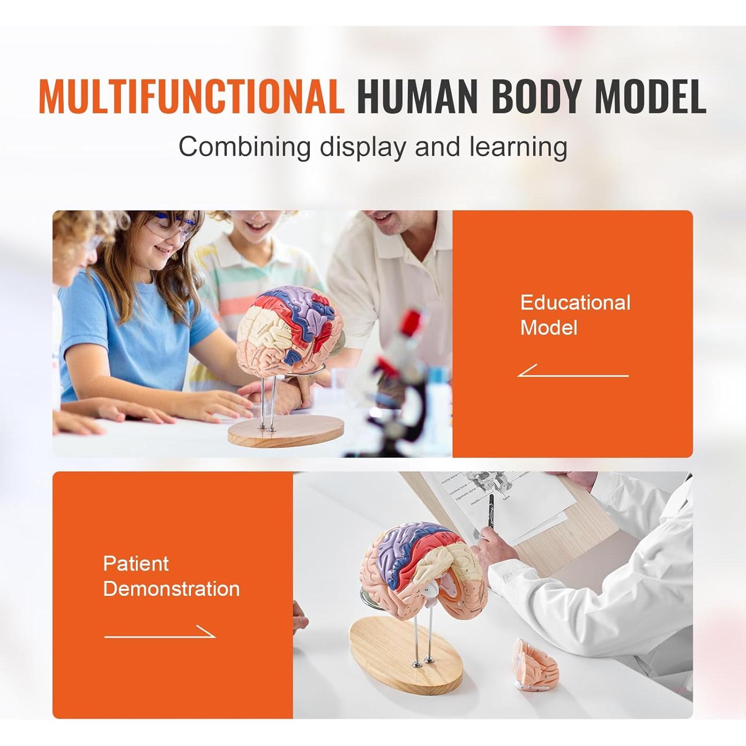 Modelo de Cerebro Humano VEVOR 4 Partes PVC a Tamaño Real