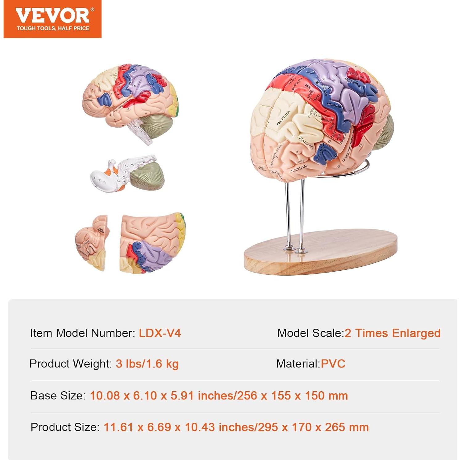 Modelo de Cerebro Humano VEVOR 4 Partes PVC a Tamaño Real