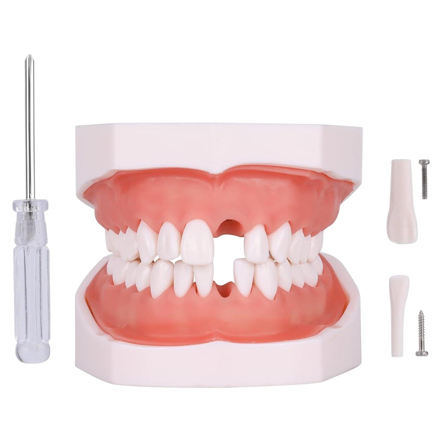 Modelo de Dientes Typodont 28 Dientes Removibles con Destornillador