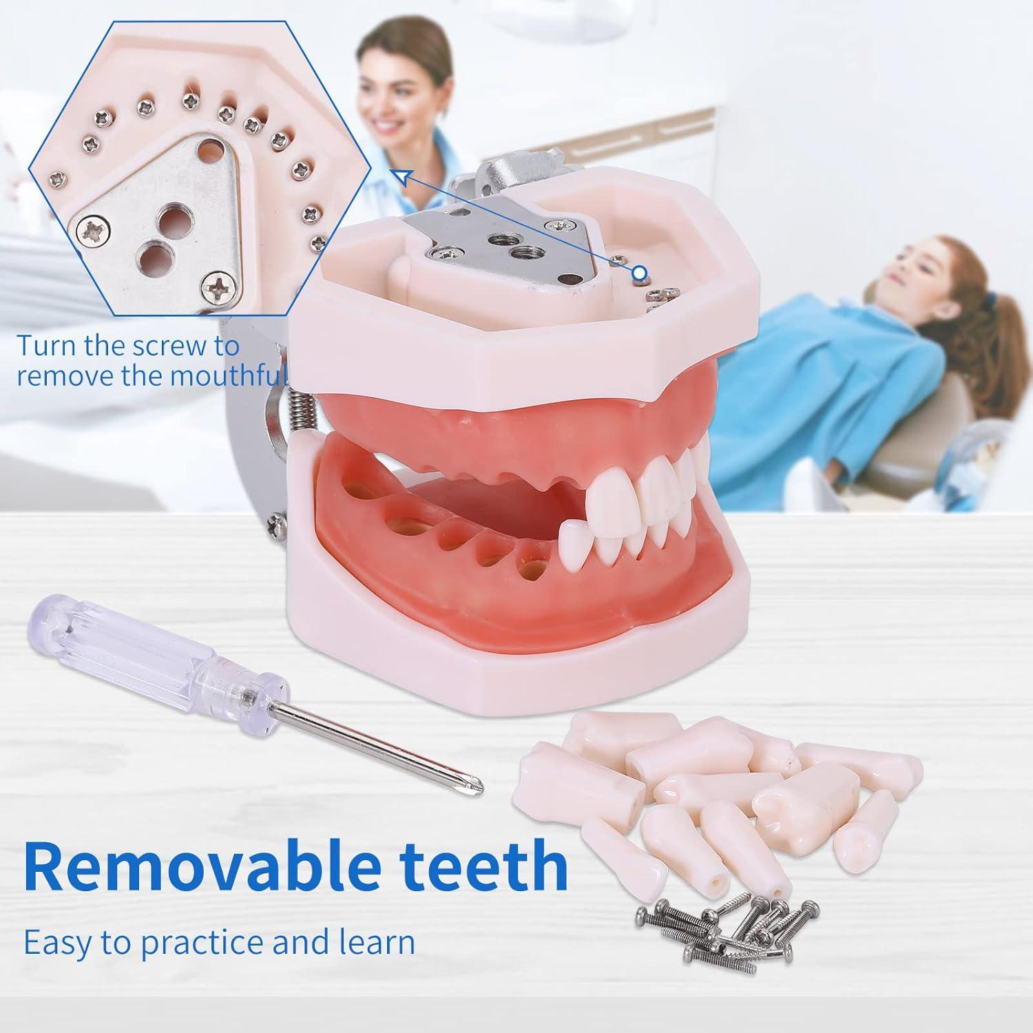Modelo de Dientes Typodont 28 Dientes Removibles con Destornillador
