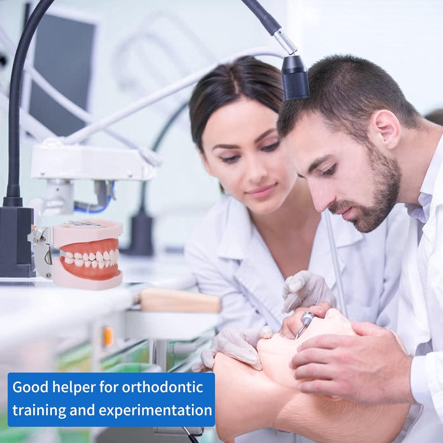 Modelo de Dientes Typodont 28 Dientes Removibles con Destornillador