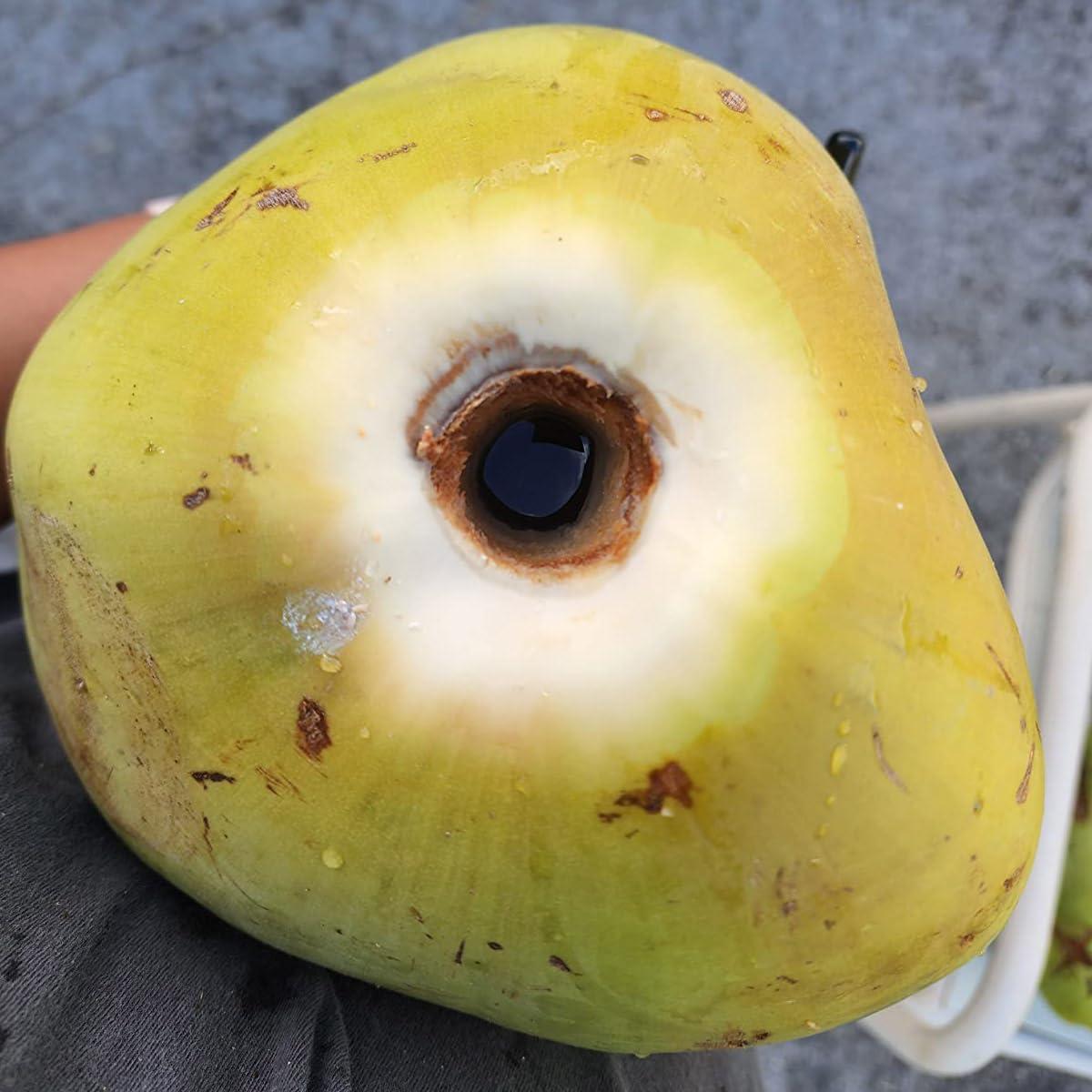 Abridor de Coco Zhuohai de Acero Inoxidable 16.3 cm