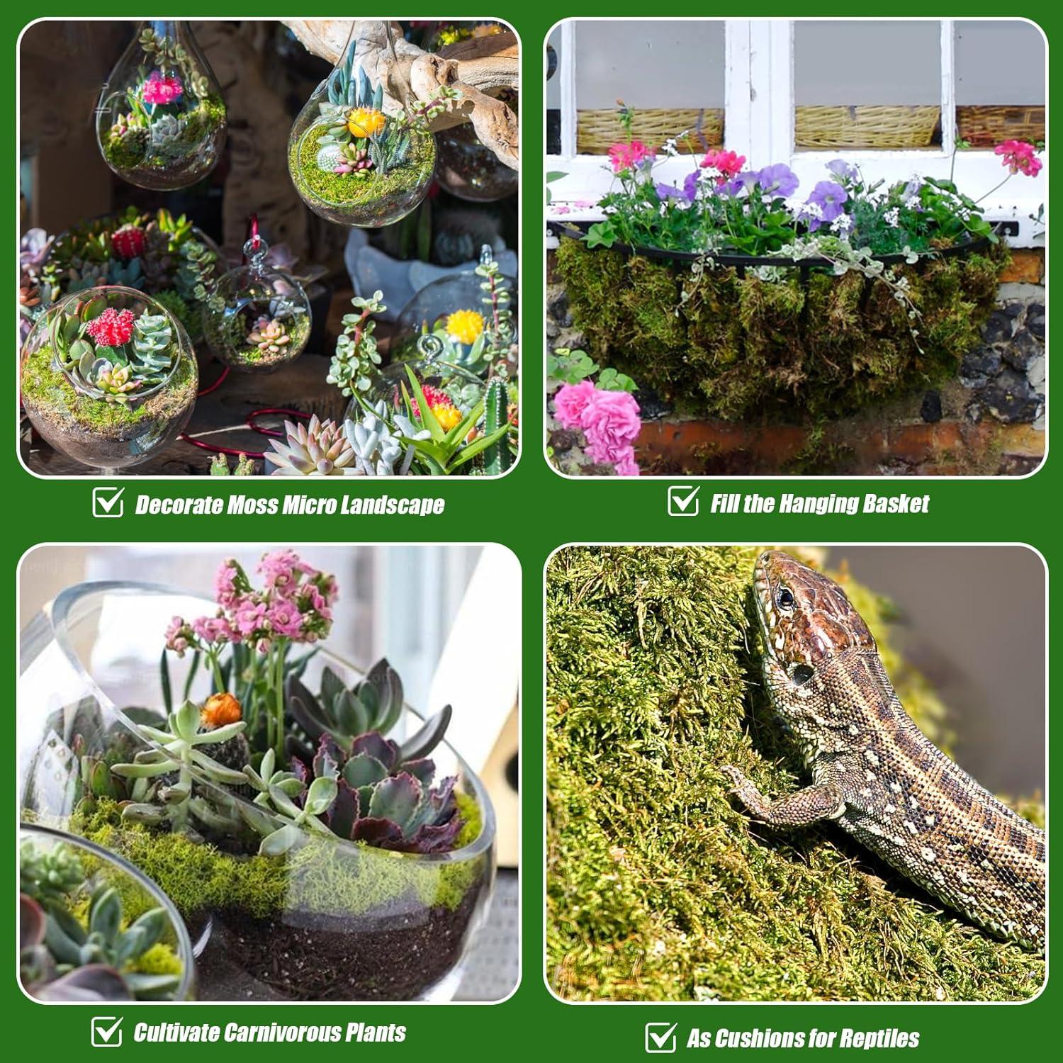 Musgo Sphagnum Seco Natural Doter 1 Paquete 5 qt