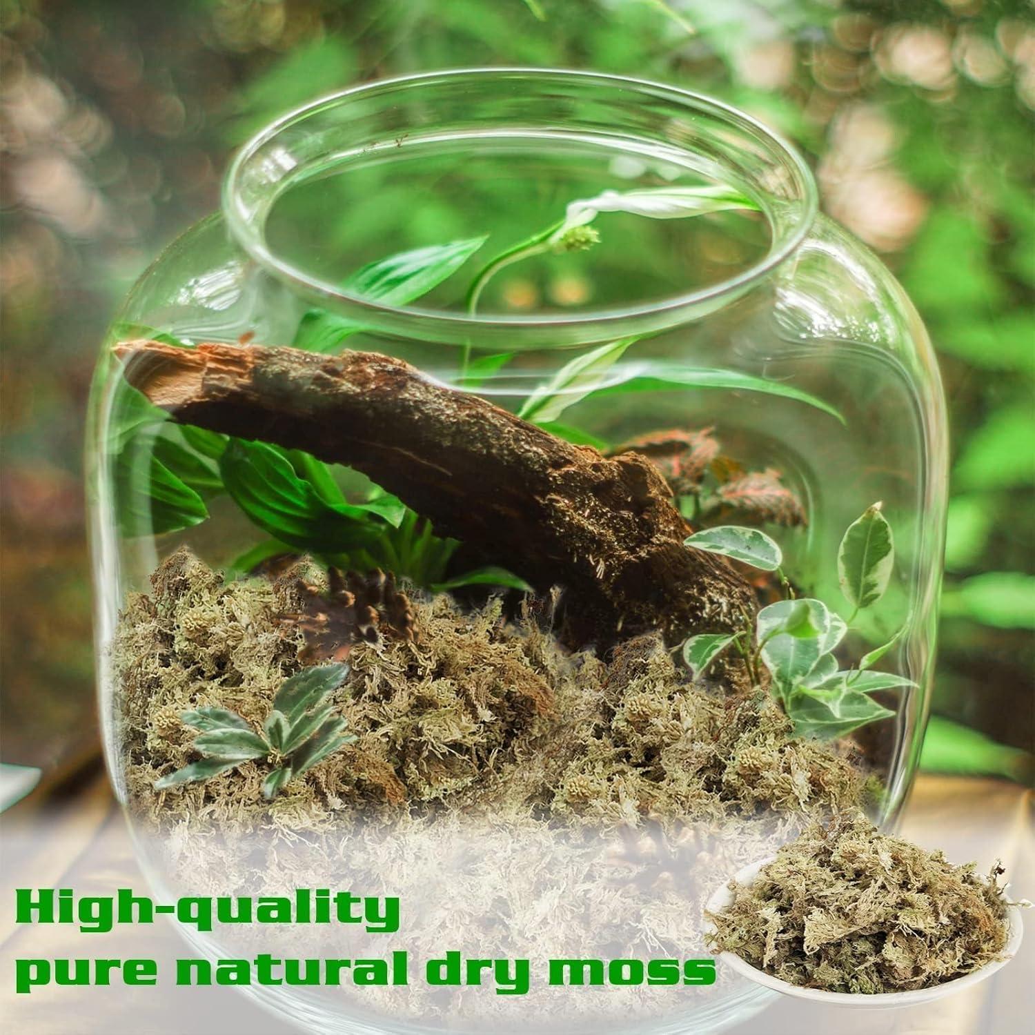 Musgo Sphagnum Premium Halatool 85 g para Plantas 4 qt