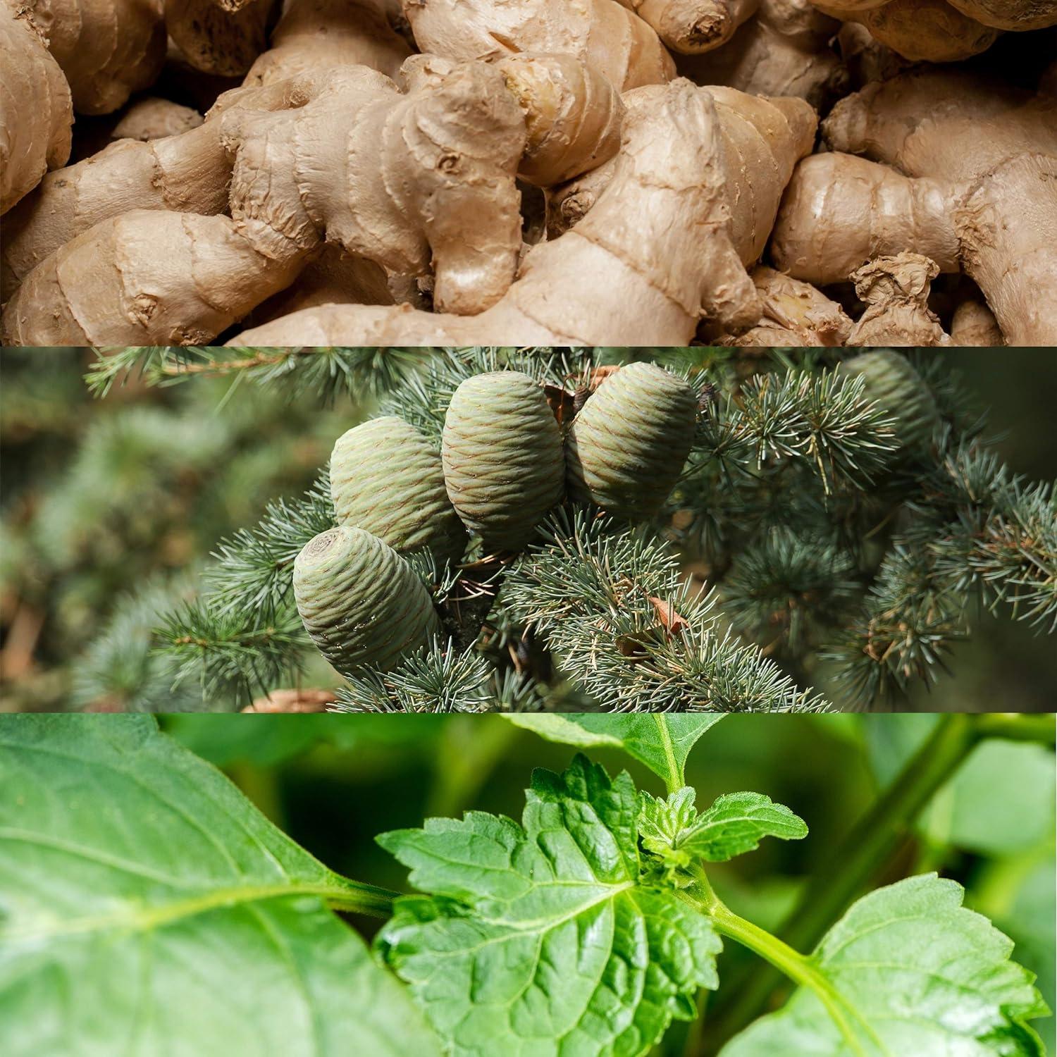 Calvin Klein Euphoria 100 ml - Colonia Chypre para hombres