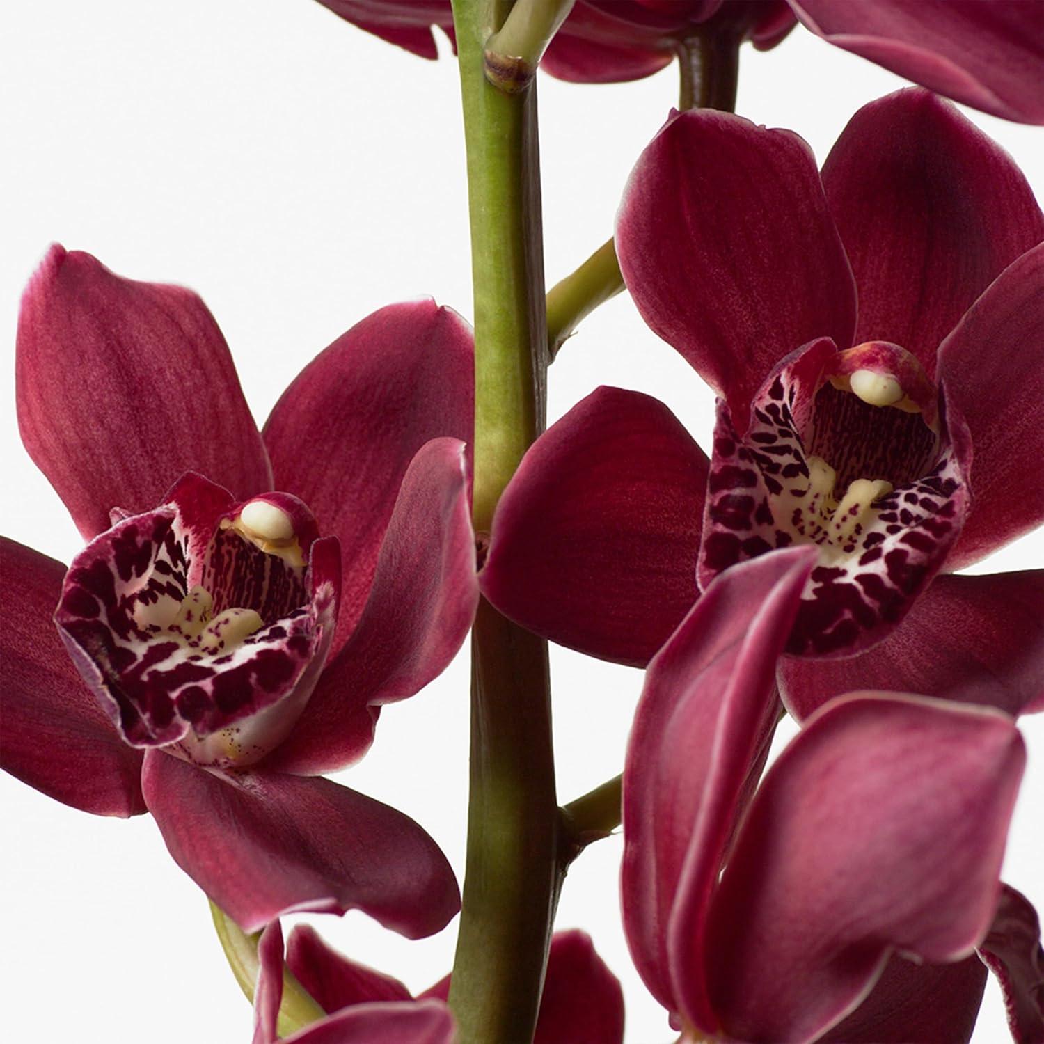 Loción Corporal Calvin Klein Euphoria 198.4 ml - Notas de Granada