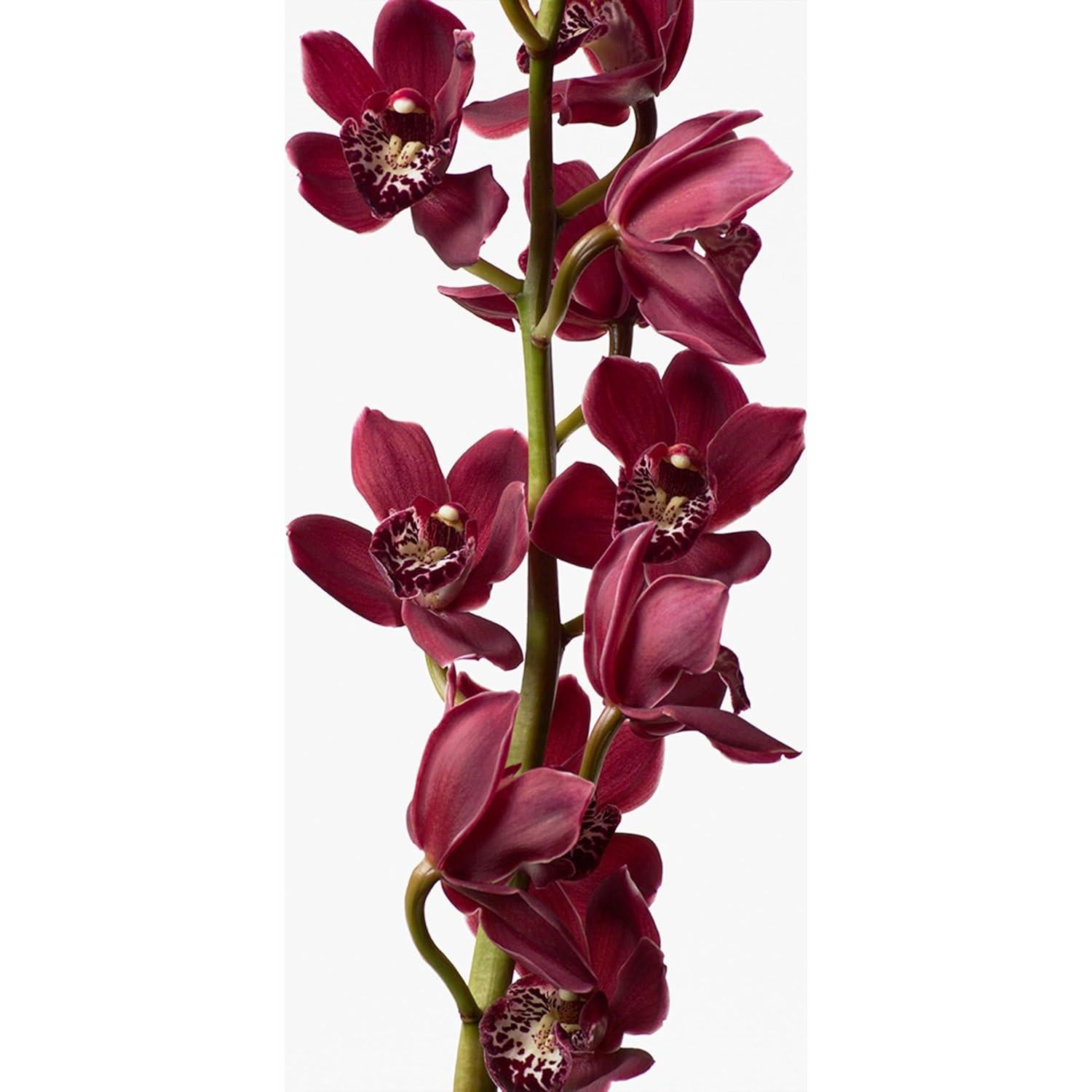 Loción Corporal Calvin Klein Euphoria 198.4 ml - Notas de Granada