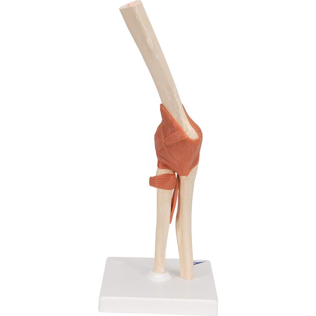 Modelo Funcional de Codo Deluxe 3B Scientific A83/1 33 cm