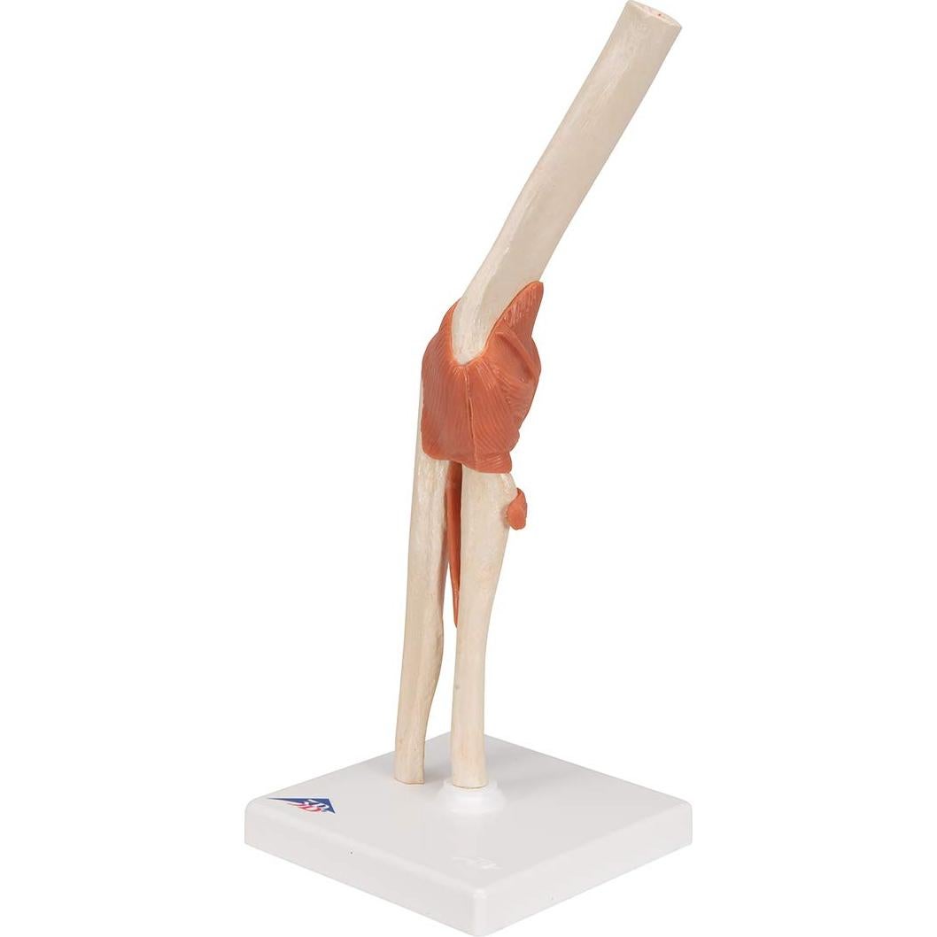 Modelo Funcional de Codo Deluxe 3B Scientific A83/1 33 cm