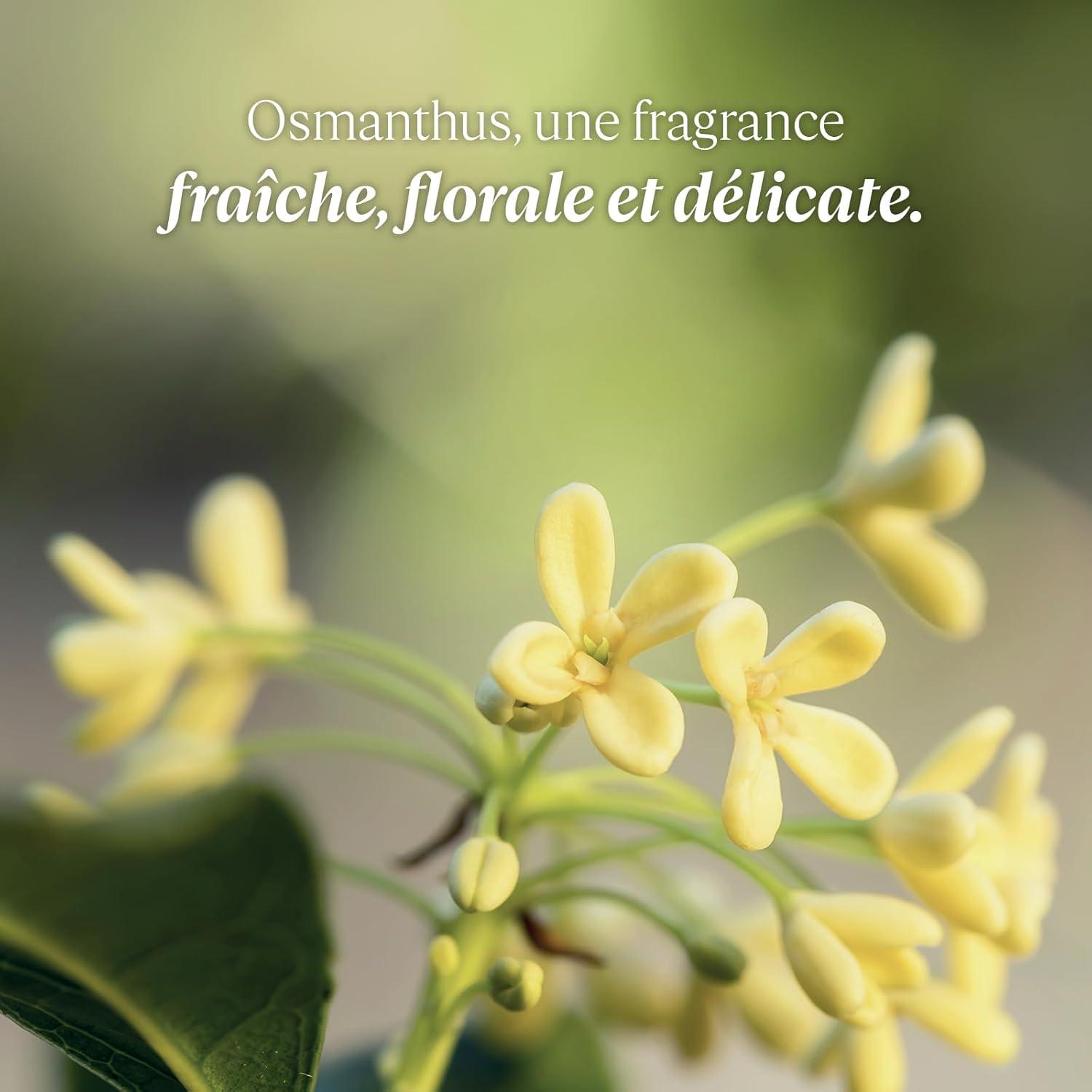 Loción Corporal Osmanthus L'Occitane 248 ml - Fragancia Cautivadora