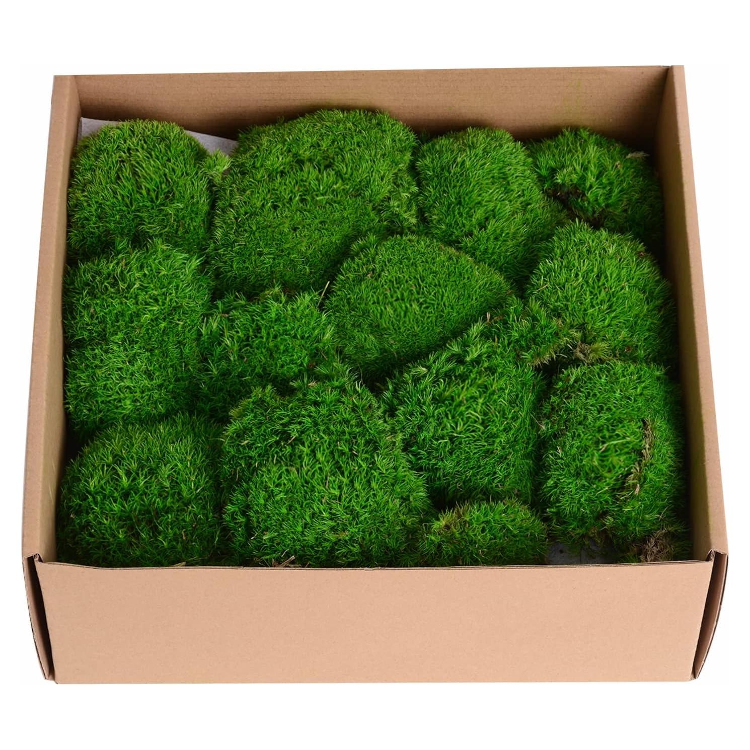 Musgo Preservado Verde Oscuro Amoueterno 0.14 m² Decorativo