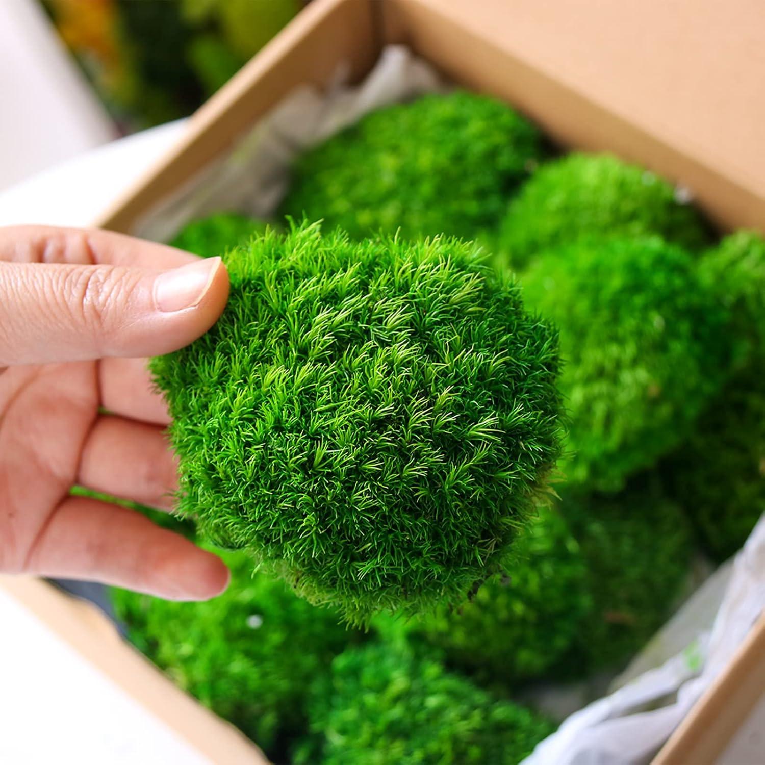 Musgo Preservado Verde Oscuro Amoueterno 0.14 m² Decorativo