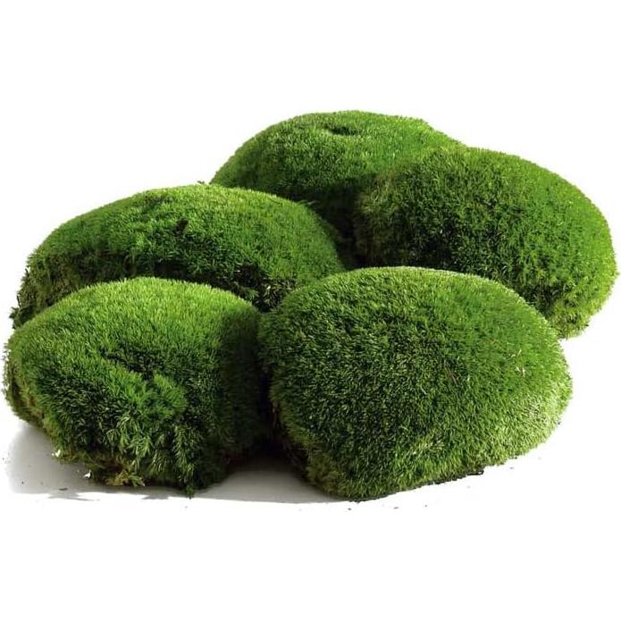 Musgo Preservado Verde Oscuro Amoueterno 0.14 m² Decorativo