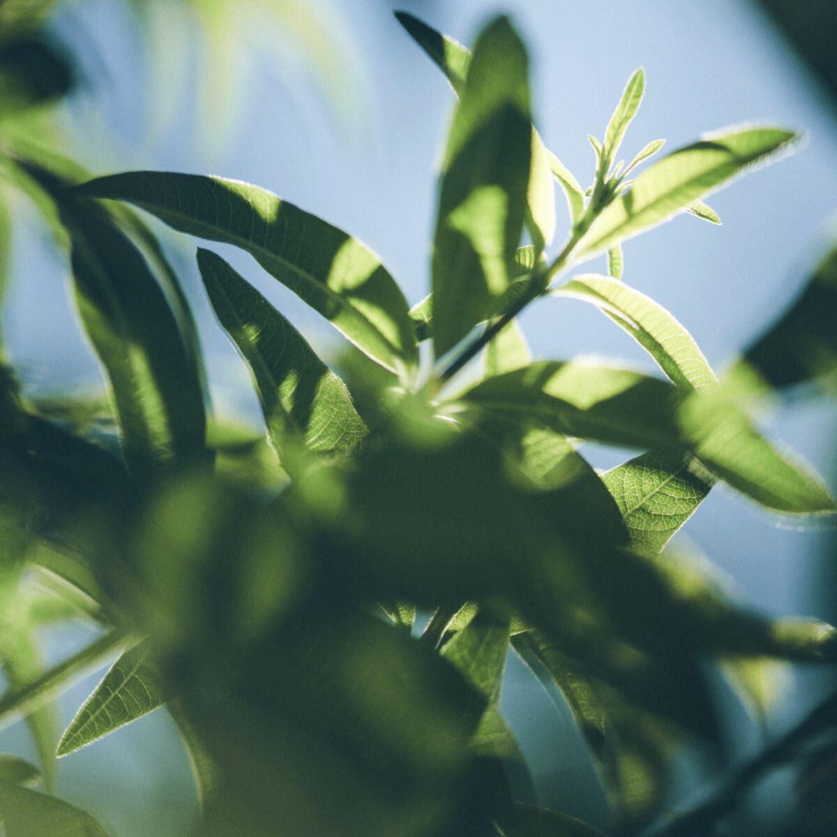 Gel de Ducha L'OCCITANE Verbena 500 ml - Hidratante y Suavizante