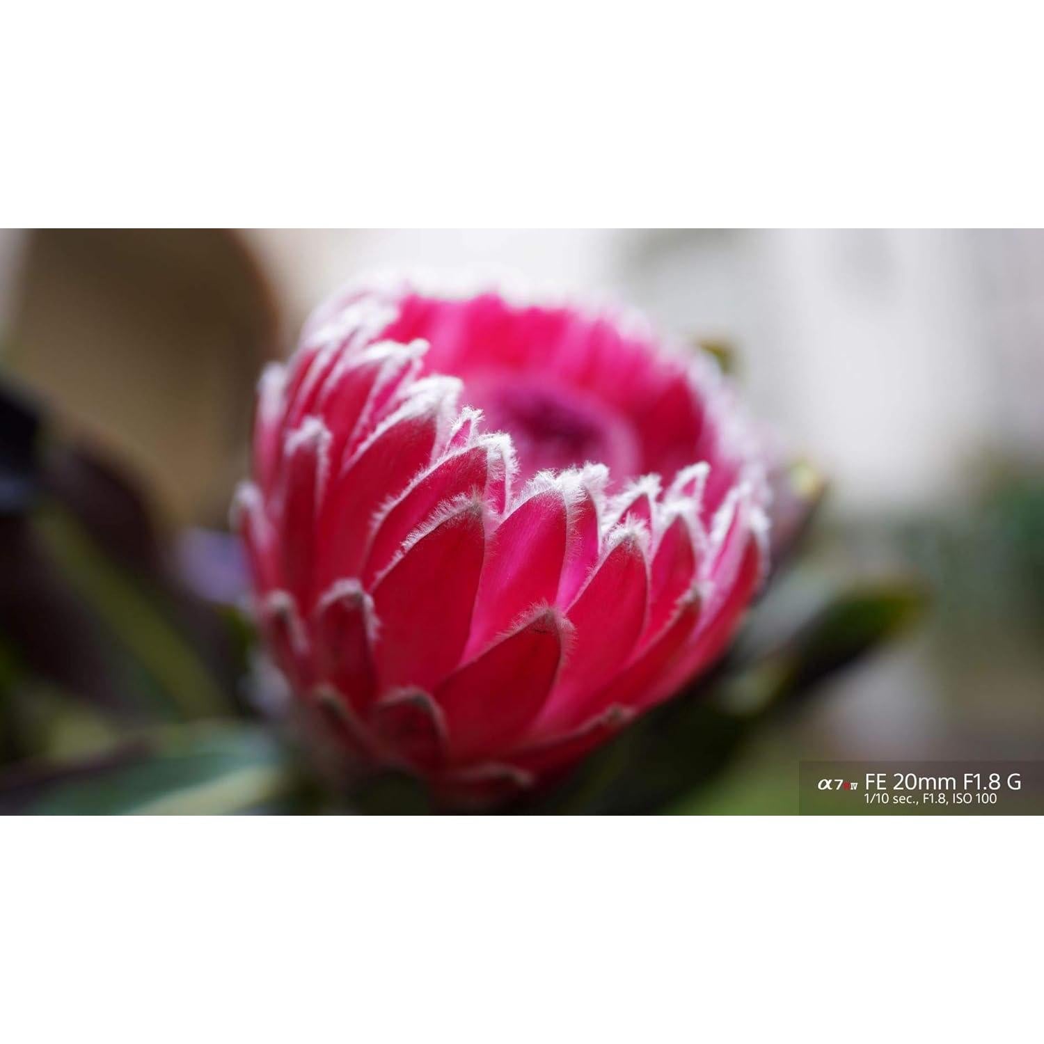 Lente Sony FE 20mm F1.8 G Ultra Gran Angular Prime