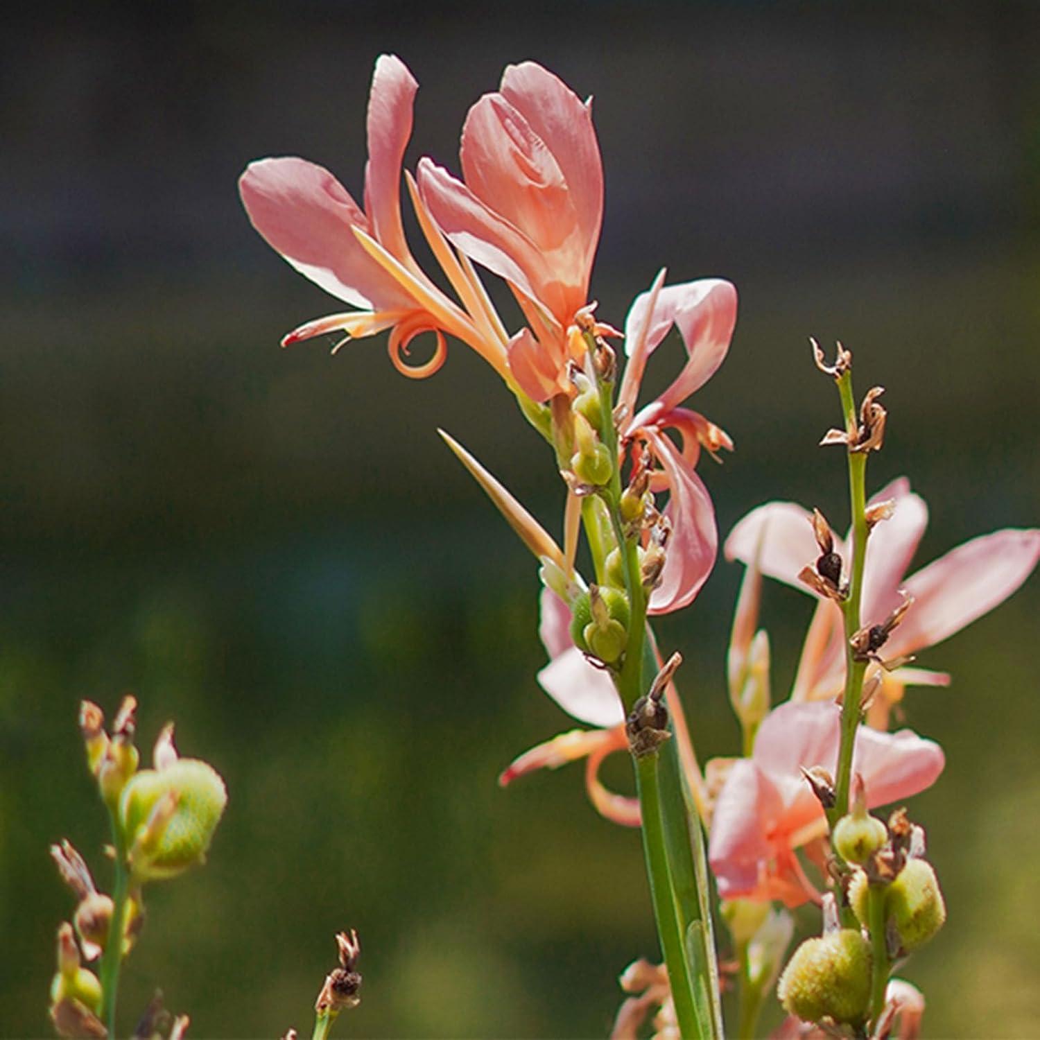 Lente Prime YONGNUO YN50MM F1.8S DA DSM II para Sony E-Mount