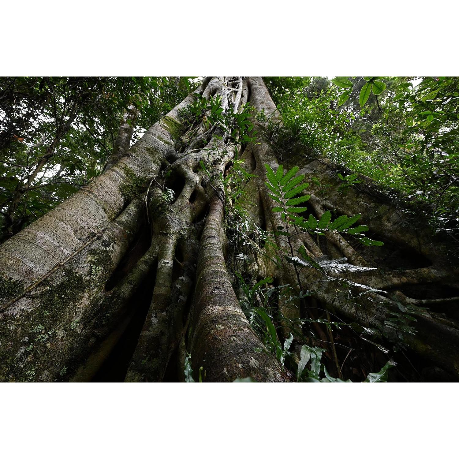 Lente Nikon NIKKOR Z 14-30mm f/4 S para cámaras Z