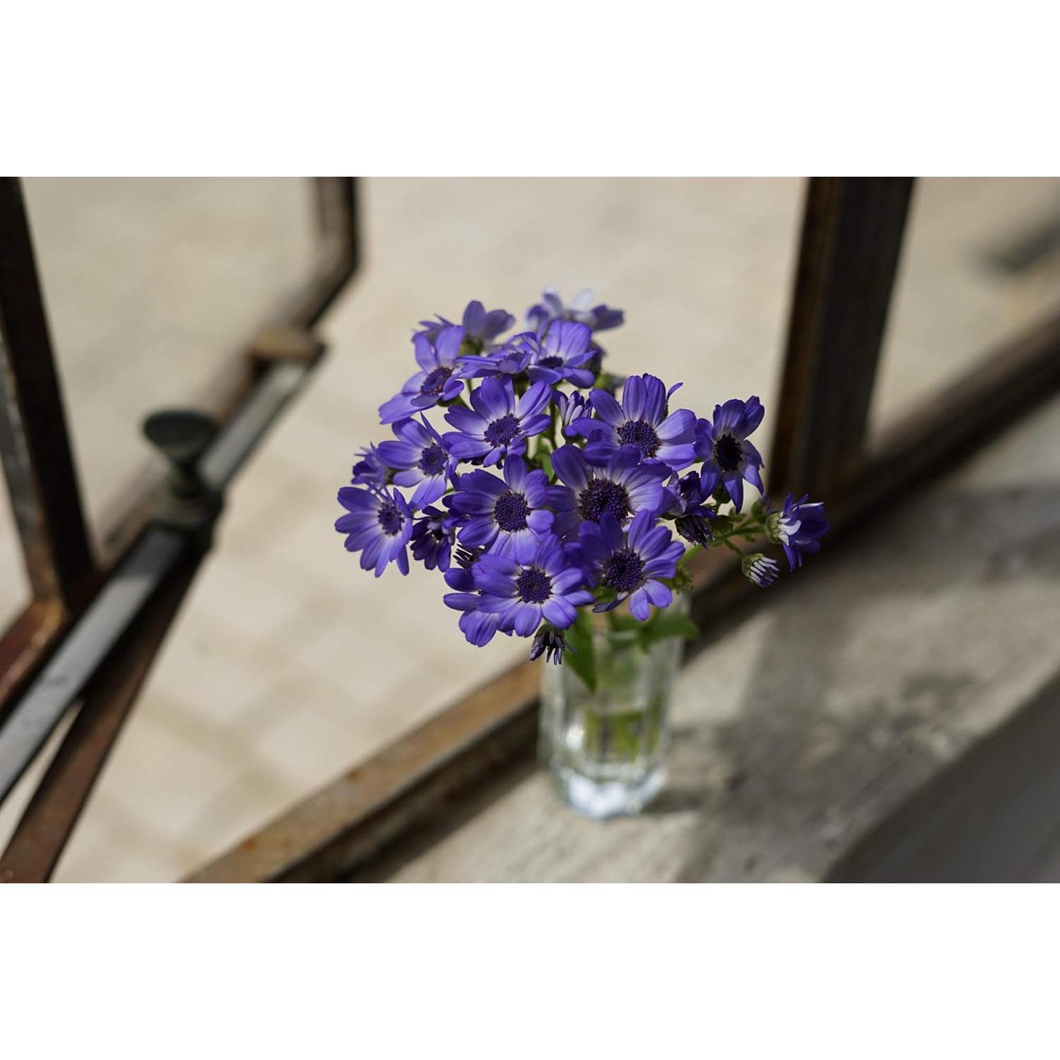 Lente Sony FE 50mm f/1.8 + Tarjeta 64GB SanDisk Extreme Pro