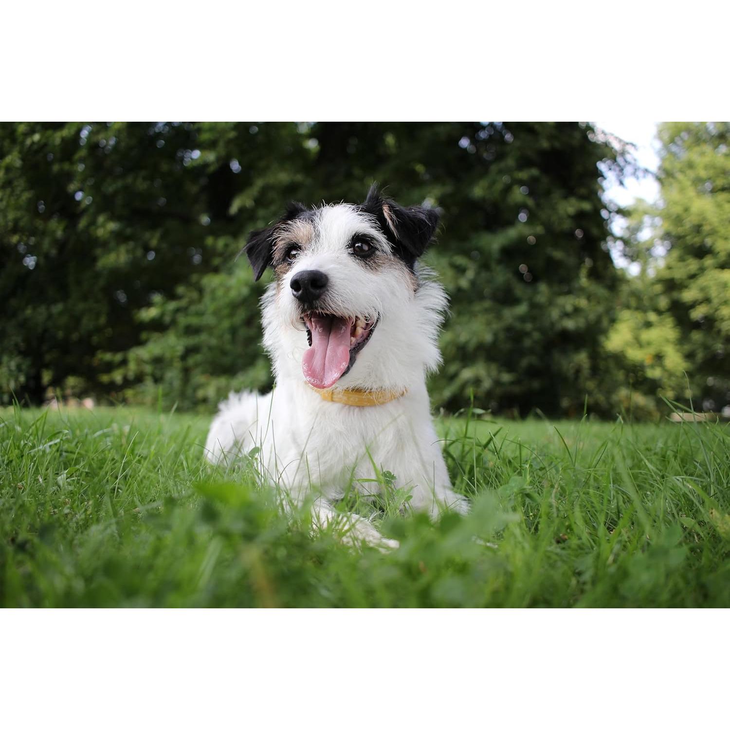 Objetivo Gran Angular Canon EF-S 24mm f/2.8 STM