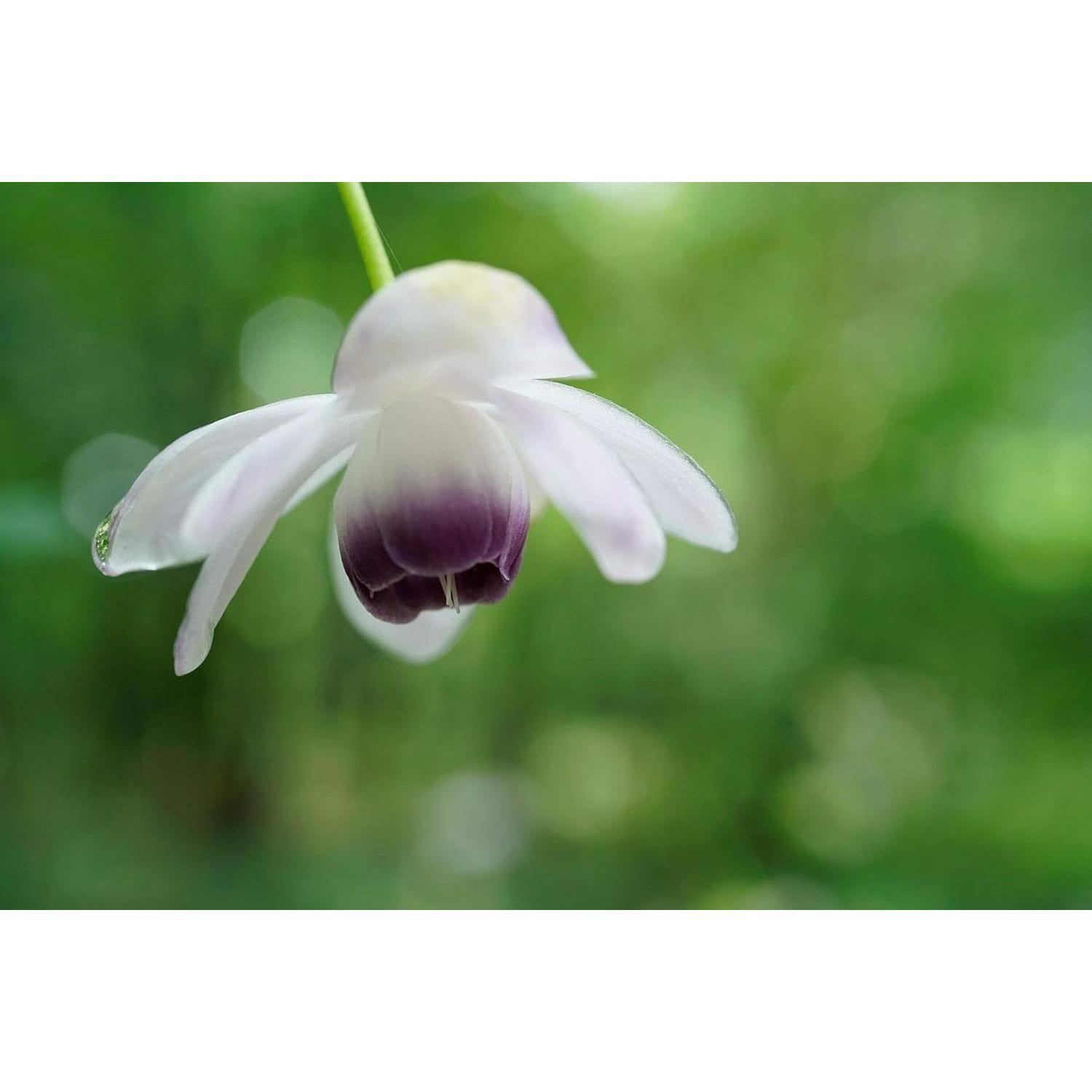 Objetivo Macro Sony SEL50M28 50mm F2.8 Montura E