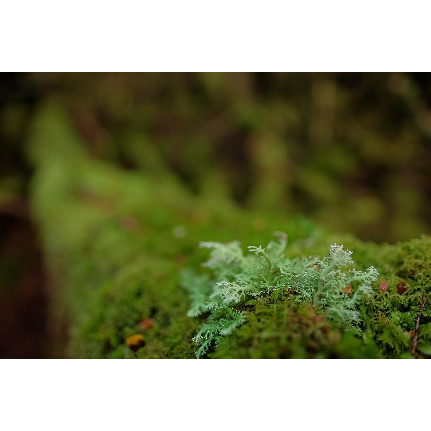 Lente Fujifilm XF 16mm F1.4 R WR Resistente al Agua