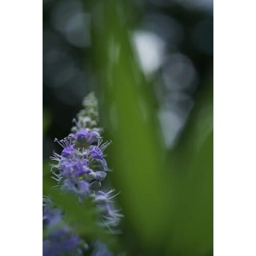 Sony FE 50mm f/2.8 Macro Lens (SEL50M28) + Cleaning Kit + Lens Filter Kit + Lens Cap(Renewed)