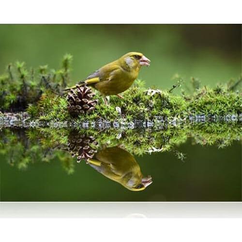 Lente Zoom Telefoto Nikon AF-S NIKKOR 200-500mm f/5.6E ED VR + Kit de Filtros