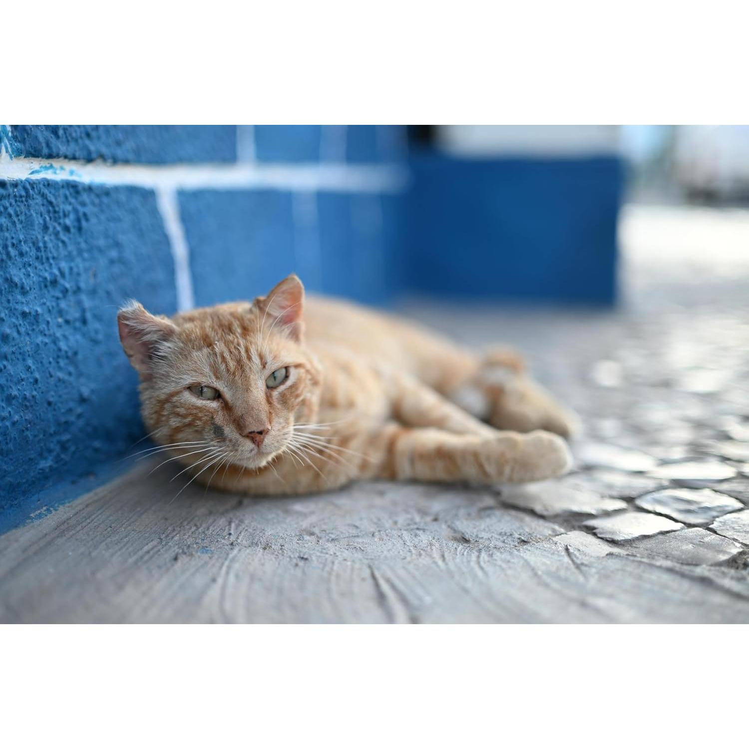 Objetivo Nikon NIKKOR Z 50mm f/1.4 para cámaras sin espejo