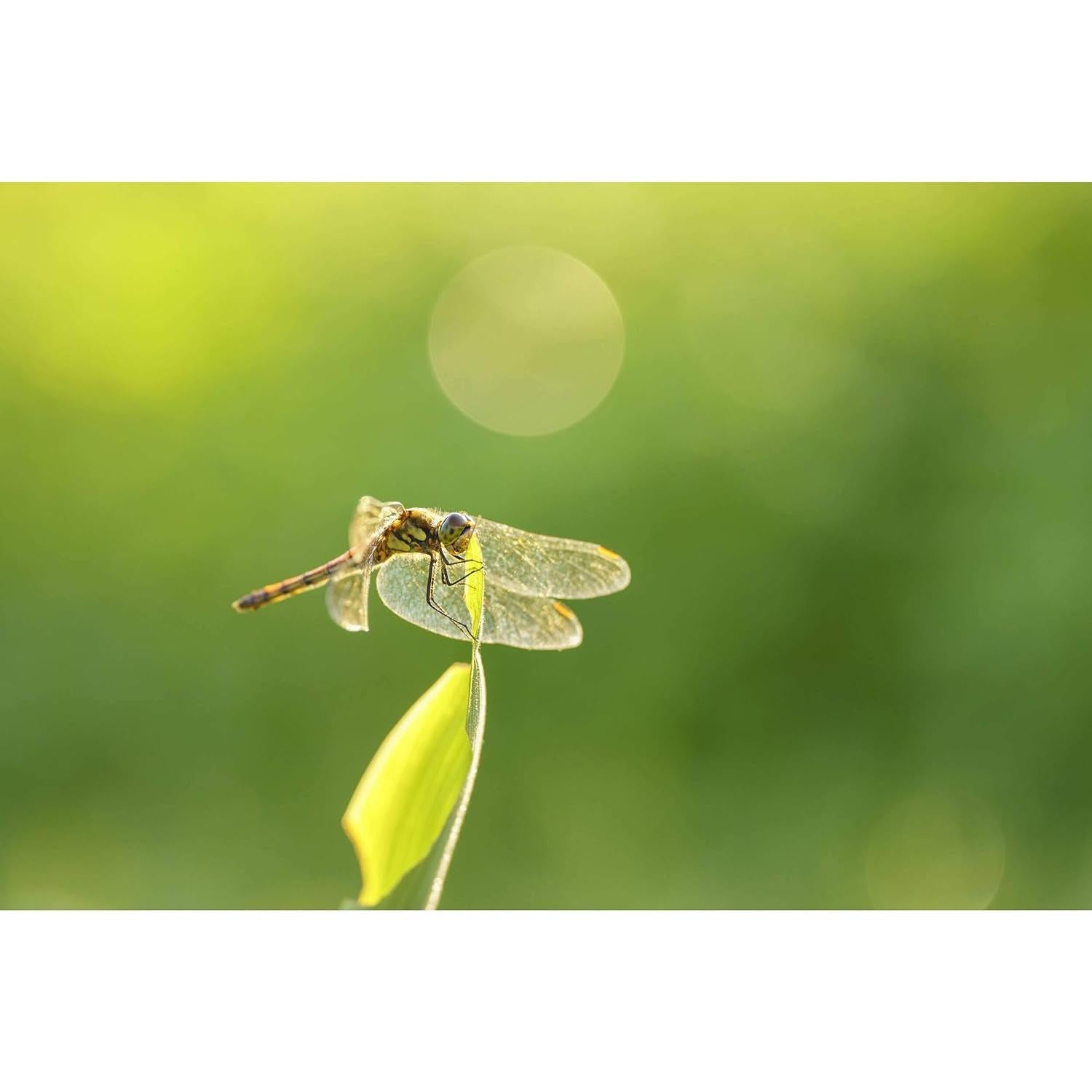 Objetivo Sigma 105mm F2.8 DG DN Macro Art Montura L