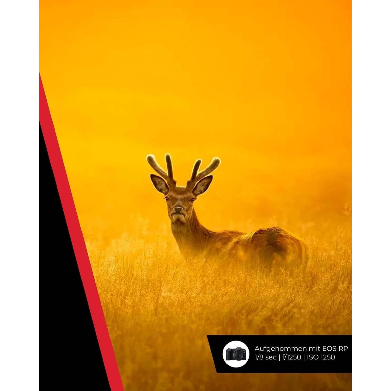 Lente Canon RF 100-400mm F5.6-8 IS USM para Cámaras R