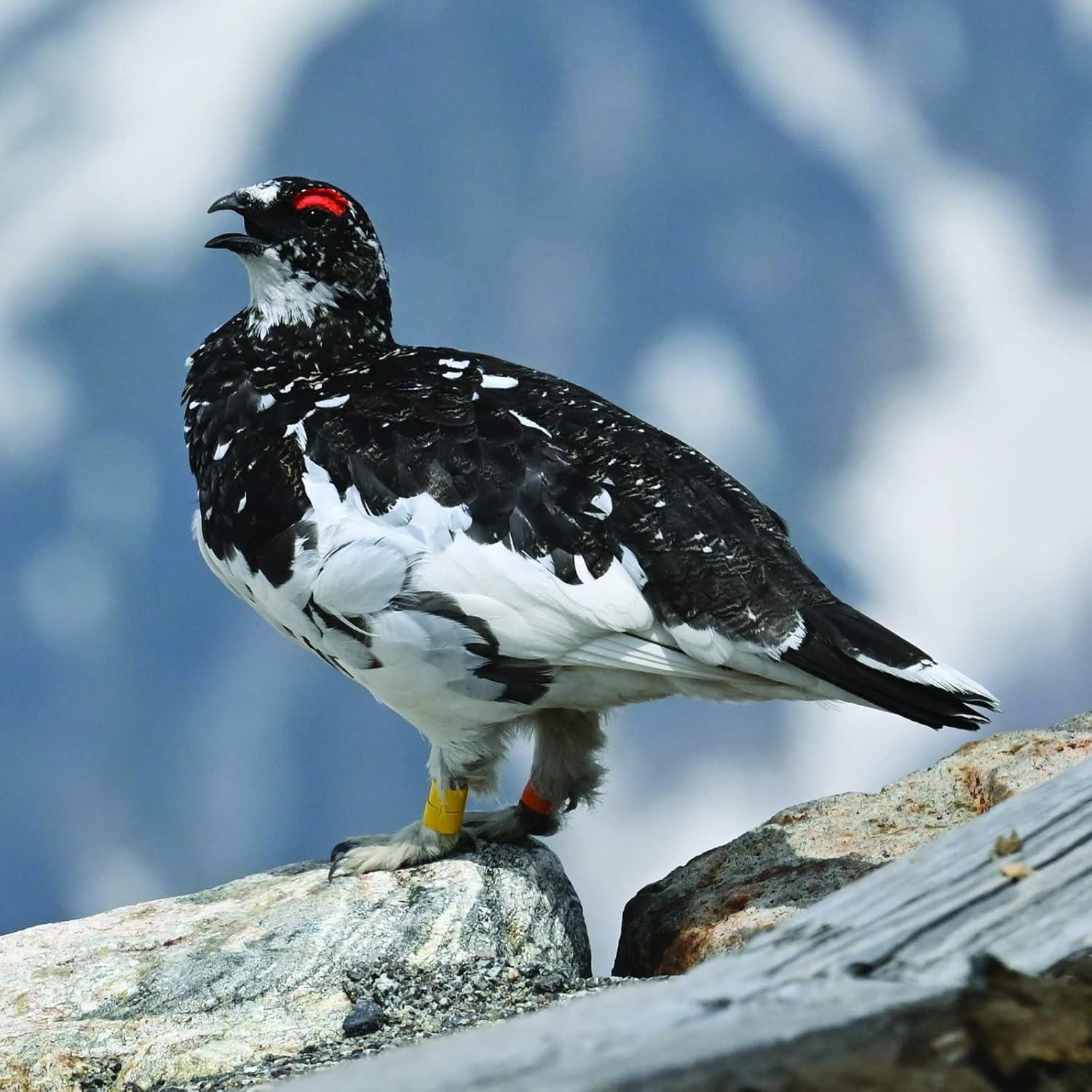 Lente Nikon NIKKOR Z 100-400mm VR S para cámaras sin espejo