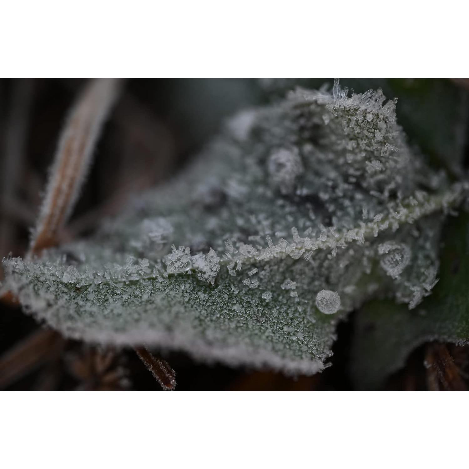 Objetivo Macro Nikon NIKKOR Z 105mm f/2.8 VR S Renovado