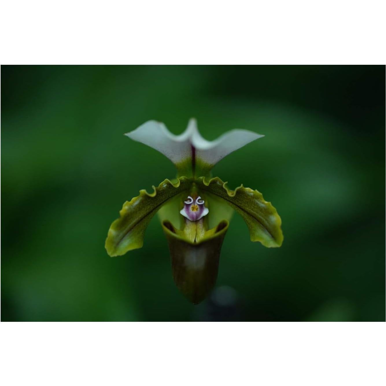 Lente Telefoto Prime Sony FE 135mm F1.8 G Master