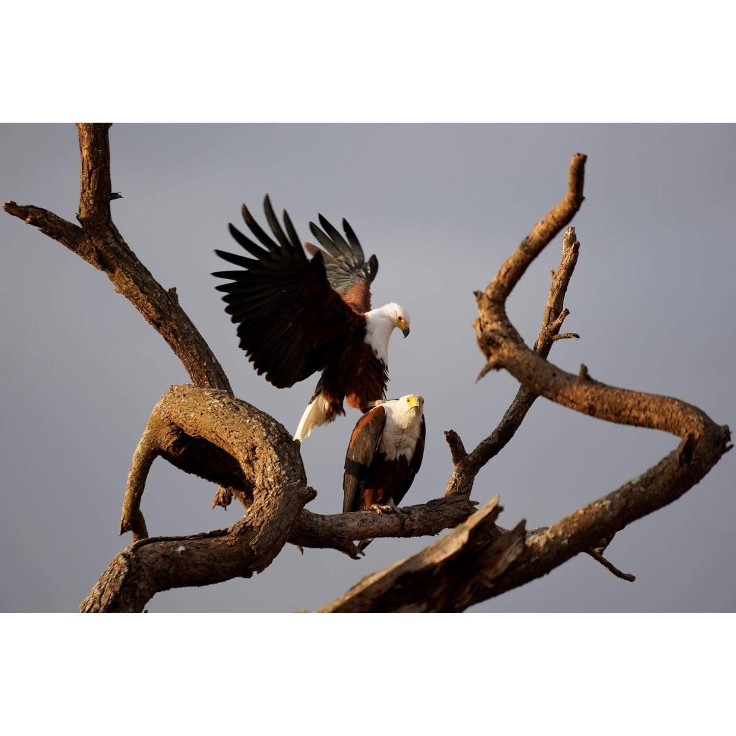 Lente Sony Alpha 70-350mm F4.5-6.3 G OSS Super-Telefoto