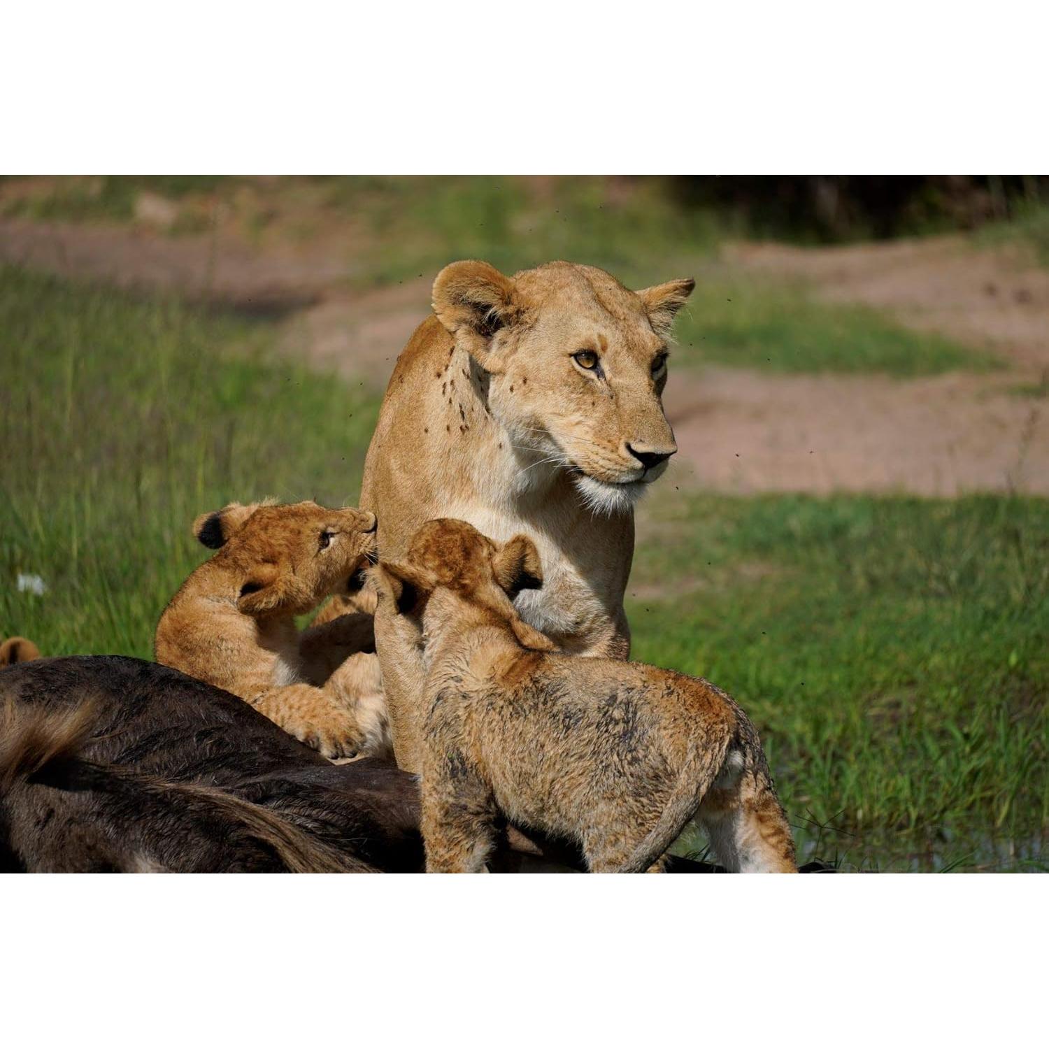 Lente Sony Alpha 70-350mm F4.5-6.3 G OSS Super-Telefoto