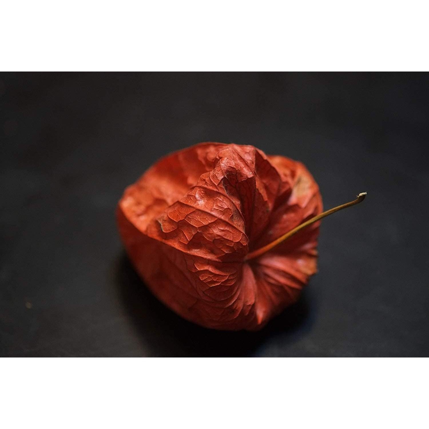 Fujifilm Fujinon XF 60mm F2.4 Macro - Lente 215g