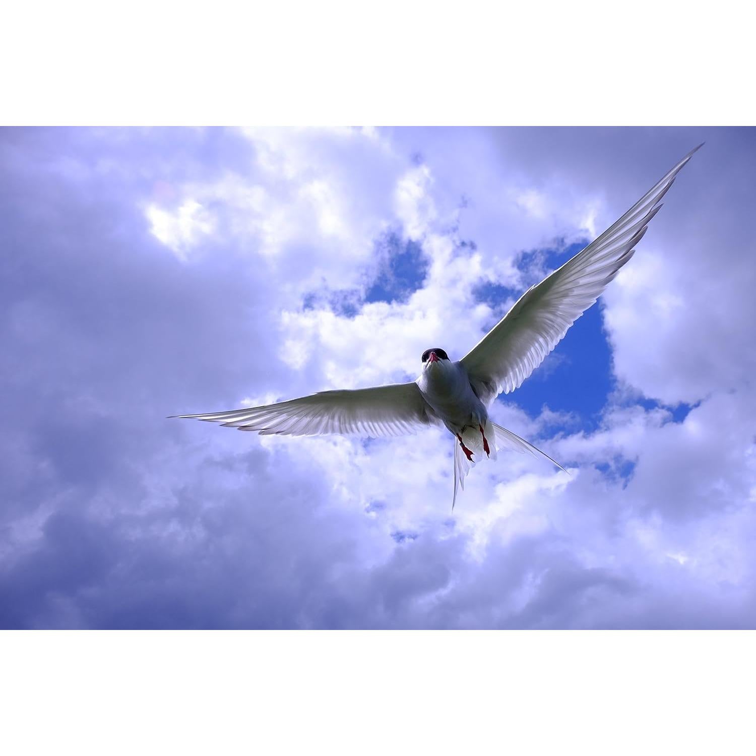 Lente Fujifilm Fujinon XF 18-135mm F3.5-5.6 OIS WR