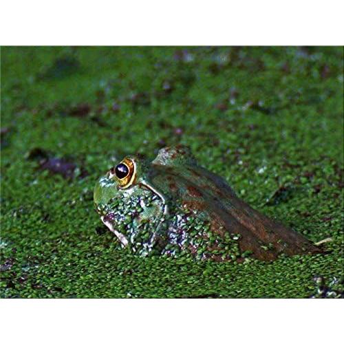 Lente Telephoto 58mm 2.2X OPTURA HD para Canon EOS