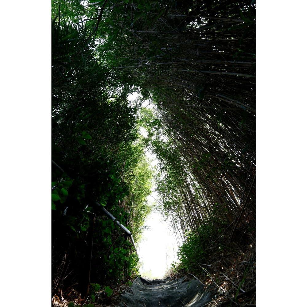 Lente Sigma 10-18mm F2.8 DC DN APS-C para Canon RF-Mount