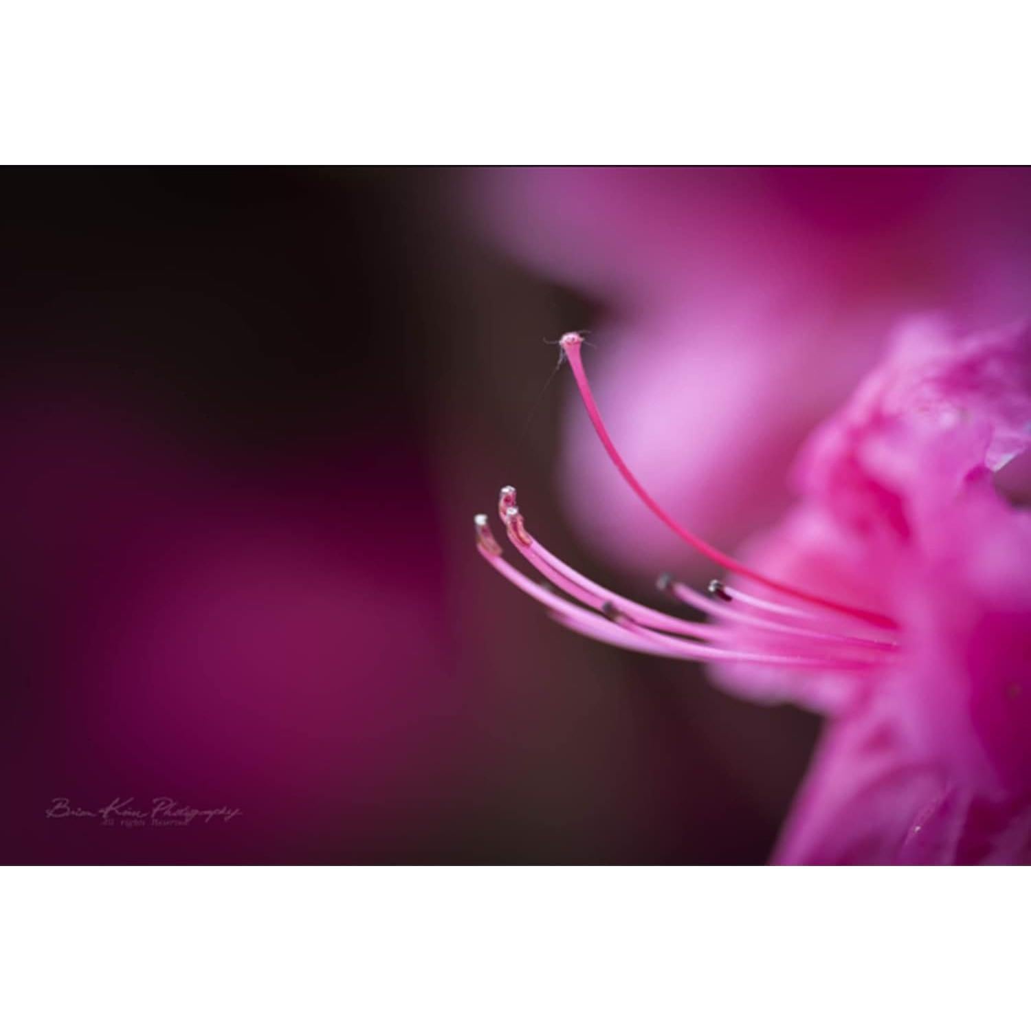 Lente Macro Tokina ATX-i 100mm F2.8 FF Montura Canon EF