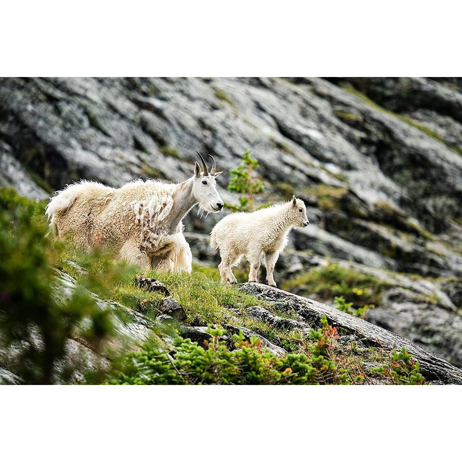 Lente Sigma 150-600mm F5-6.3 DG DN para Sony E