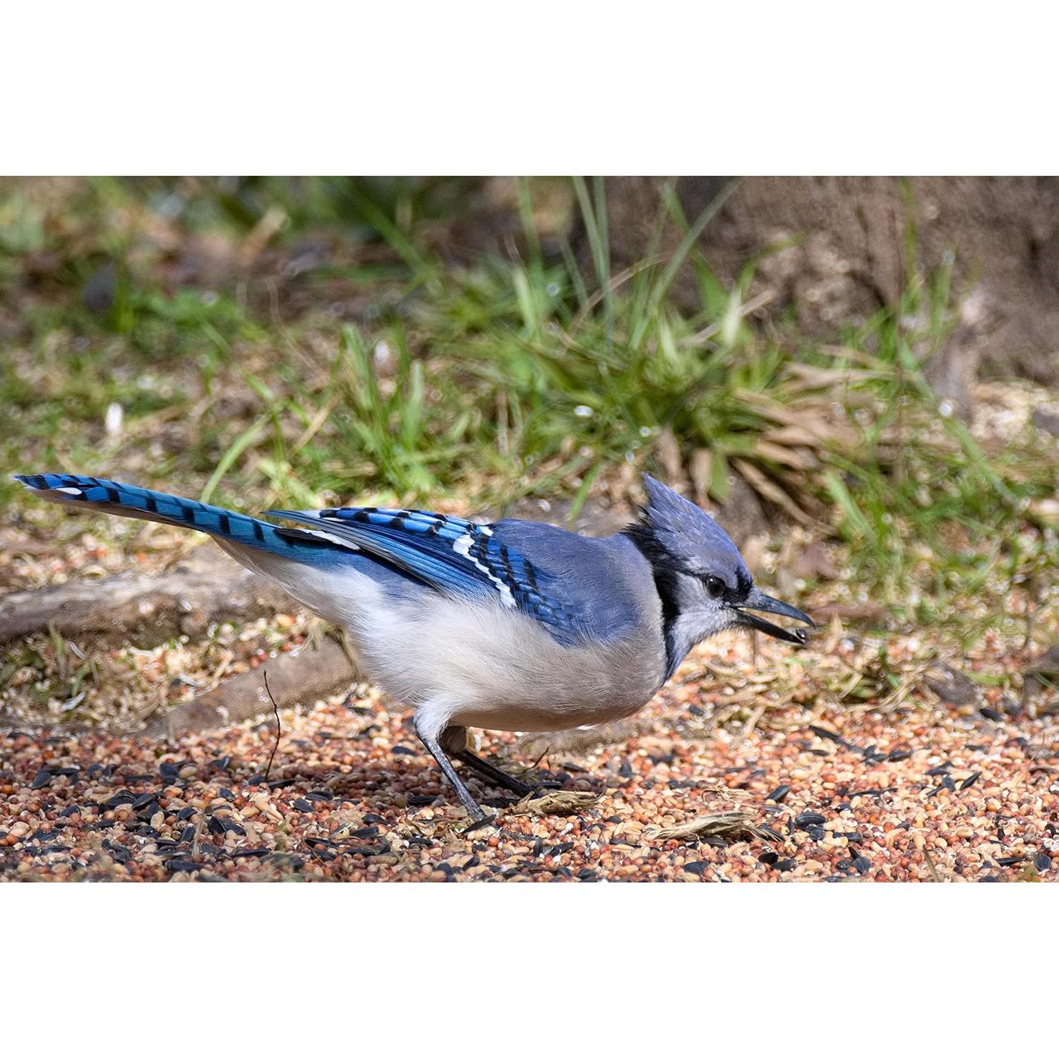 Lente Sigma 60-600mm f/4.5-6.3 DG OS HSM para Nikon F