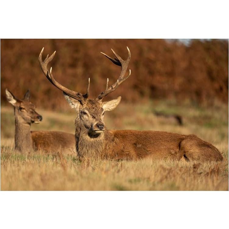 Lente Sigma 60-600mm F4.5-6.3 DG DN OS para Sony E