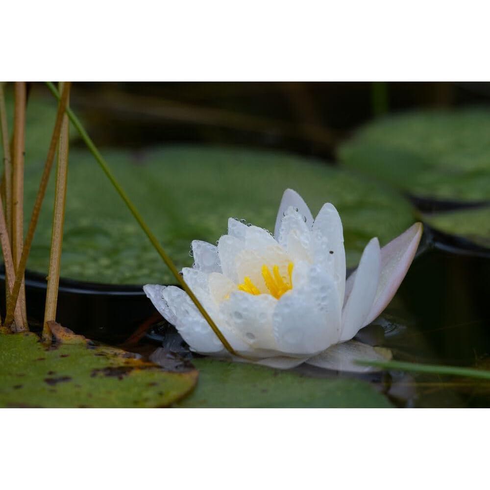 Lente Sigma 100-400mm f/5-6.3 DG DN OS para FUJIFILM X